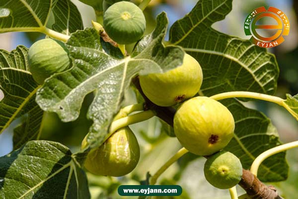 Wholesale dried figs