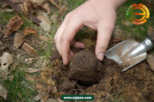 Truffle mushrooms