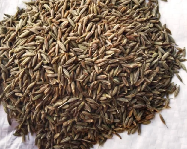 Wholesale cumin seeds - Trusted cumin wholesaler